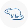 Rat Control Bexhill