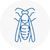 Bexhill Wasp Nest Removal